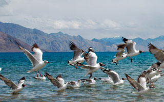 Pangong Tour Package Leh