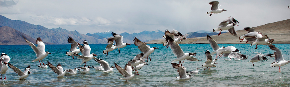 Splendid Pangong 